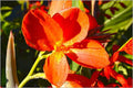 Canna Lily #1 Print