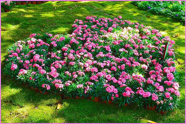 Carnation Heart Print