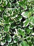 Greenery 6 Print