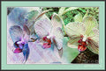 Orchid Trio #2 Print