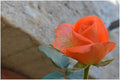 Perfect Peach #1 Print