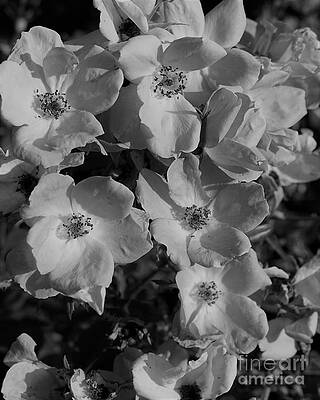 Alpine Roses Print