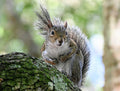Angry Grey Boxer Squirrel Looks Left Tail Goes Right At Blue Springs Spflorida Print