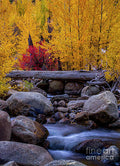 Autumn Carson River Print
