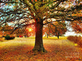 Autumn Sunrise Print