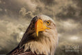 Bald Eagle Portrait 10 Print