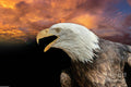 Bald Eagle Portrait 36 Print