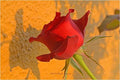 Basking Red Print