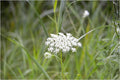 Bishop's Lace Print