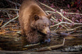 Black Bear Portrait 25 Print