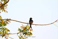 Black Drongo Print
