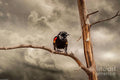 Blackbird Sing Print