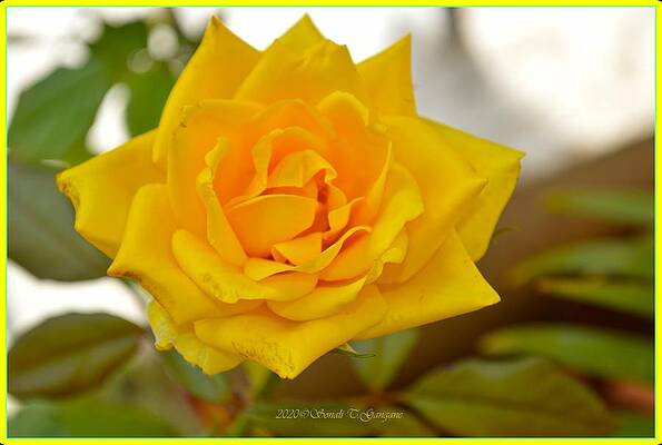 Bloomed Print