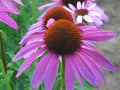 Blooming Life Print