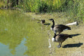 Canada Geese And A Duck - Ignore Her, Maybe She'll Go Away Print