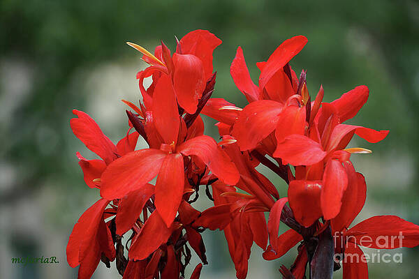 Canna Lily Print