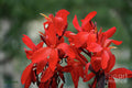 Canna Lily Print