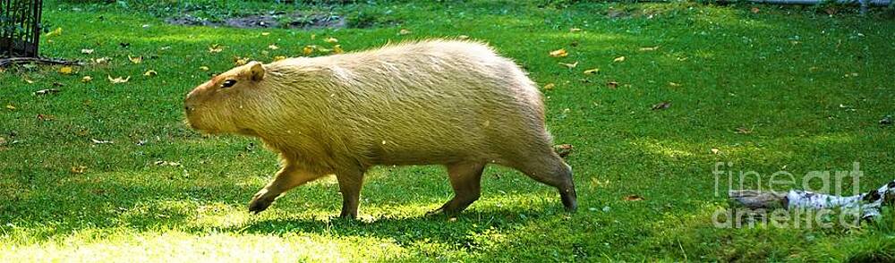 Capybara Print