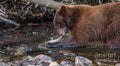 Catching Salmon As Long As Your Arm Print