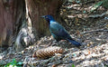 Common Grackle Print