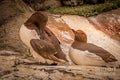 Common Murre Print