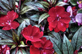 Creative Impatiens Walleriana Print