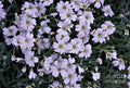 Delicate Flax Print
