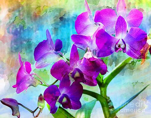 Delicate Orchids Print