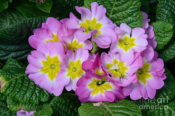 Delightful Spring Print