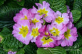Delightful Spring Print