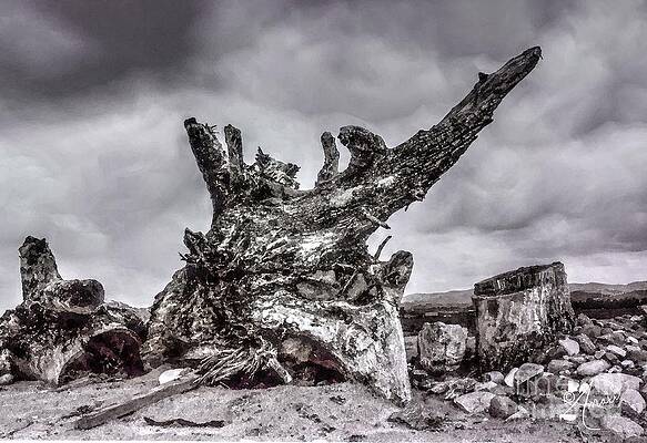 Dragon Tree Print