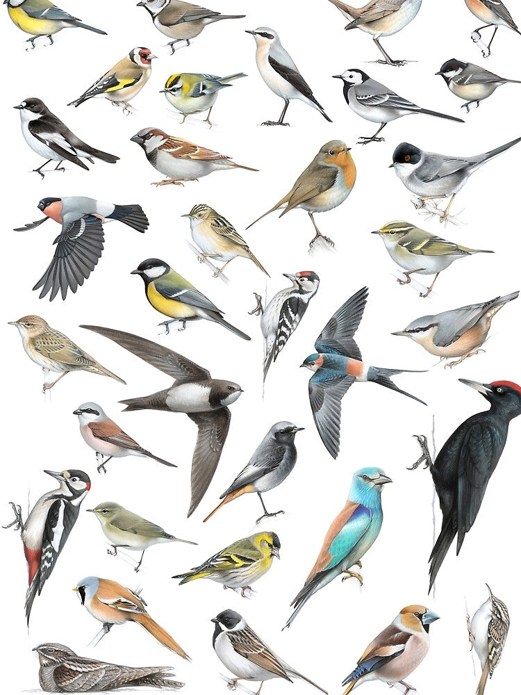 European birds collage by LucaMilioneArt