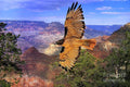 Flying Free Print