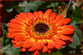 Gerbera Orange Macro Print