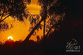 Golden Sunset Print