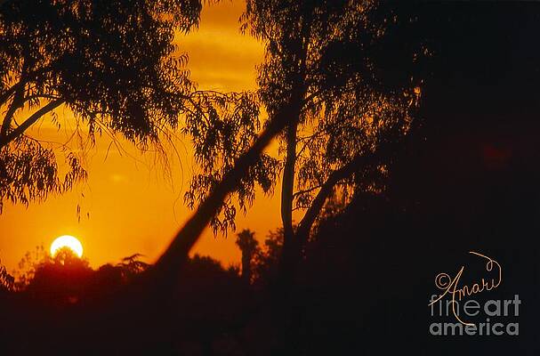 Golden Sunset Print