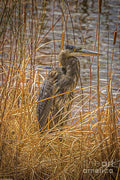 Great Blue Heron Portrait 7 Print