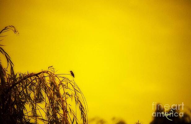 Hummingbird Print