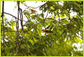 Indian Golden Oriole Print