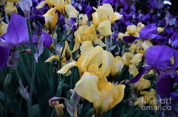 Irises Print