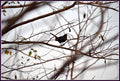 Joy Of The Day Print