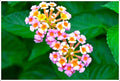 Lantana Camara Print