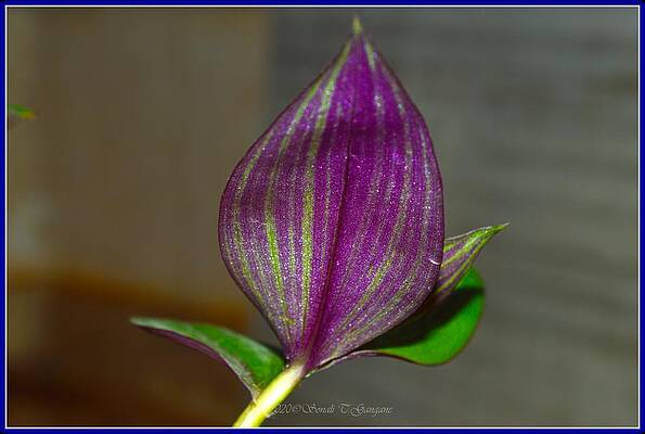 Leaf Blade Print