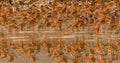 Marbled Godwits Abstract Print