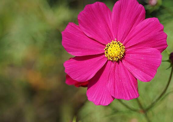 Mexican Aster Print
