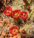 Mojave Mound Cactus Print