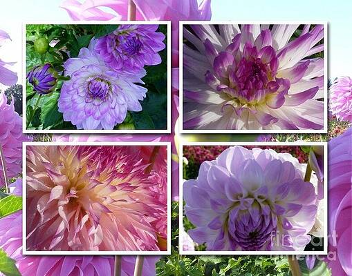 More Dahlias Print