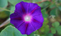 Morning Glory Print