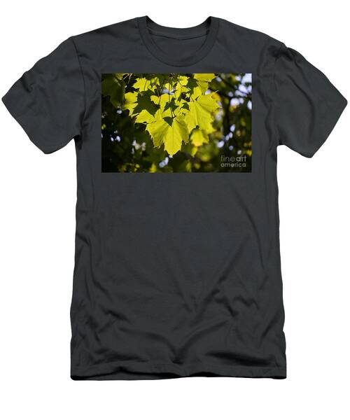 Norway Maple In Sunlight T-Shirt