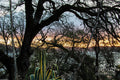 Oaks Winter Sunrise Print